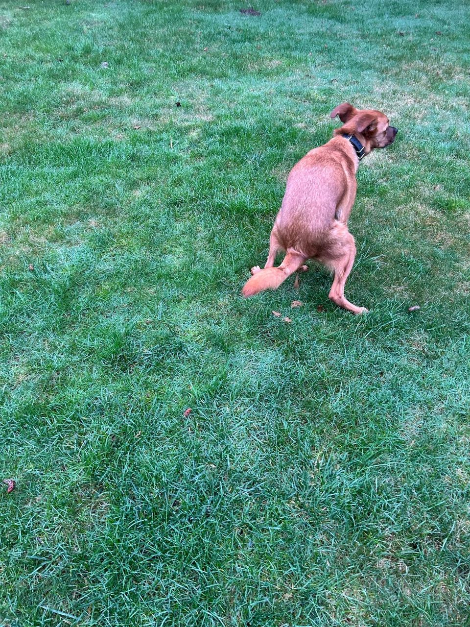 A dog doing its business on a freshly cut green lawn
